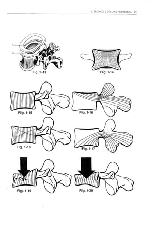 3. TRONCO E COLUNA VERTEBRAL   25




                      - Fig.1-14




           Fig.1-16




Fig.1-19   Fig.1-20
 
