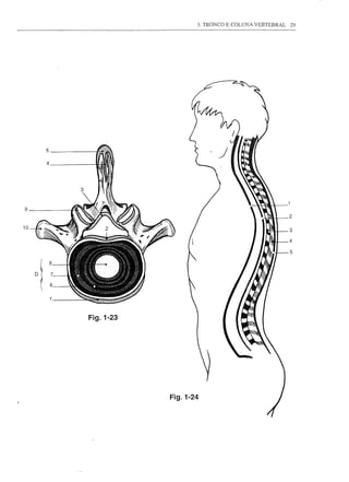 3. TRONCO E COLUNA VERTEBRAL   29




9
                                                          2

10
                                                          3
                                                          4

                                                          5




     Fig.1-23




                Fig.1-24
 