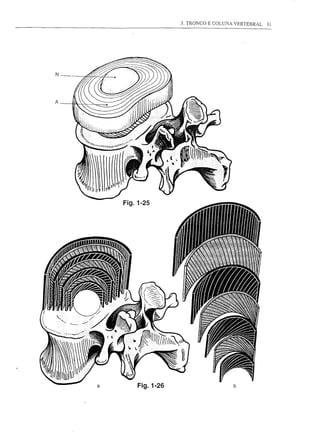 3. TRONCO E COLUNA VERTEBRAL   31




N




A




        Fig.1-25




    a       Fig.1-26
 