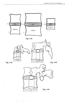 3. TRONCO E COLUNA VERTEBRAL   41




 1/5                1/3                          2/5

                                                       CERVICAL

           DORSAL
                                                           c
                          b




                              Fig.1-41




Fig.1-42                                                       Fig.1-43




                                        4   2
                                   10
                                                Fig.1-44
 