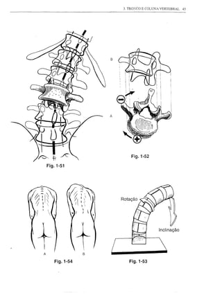 3. TROXCO E COLUNA VERTEBRAL   45




                  B




                  A




                          Fig.1-52

    Fig.1-51




                                        Inclinação




A


       Fig.1-54          Fig. 1-53
 