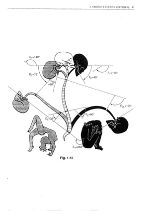 3. TRONCO E COLUNA VERTEBRAL   47




Fig.1-55
 