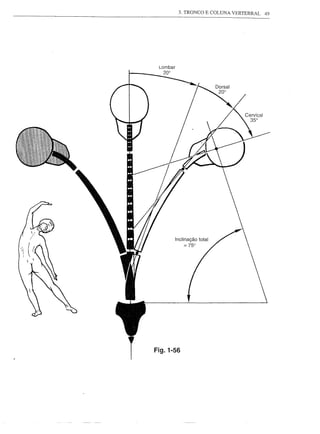 3. TRONCO E COLUNA VERTEBRAL   49




 Lombar
  20°




Fig.1-56
 