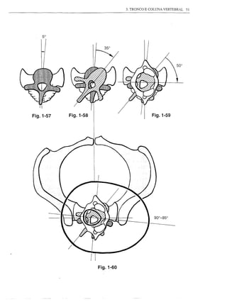 3. TRONCO E COLUNA VERTEBRAL   51




Fig.1-57   Fig.1-58                                Fig.1-59




                      II


                           Fig.1-60
 