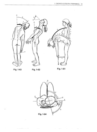 3. TRONCO E COLUNA VERTEBRAL   53




Fig.1-63   Fig.1-62                Fig.1-61




                            s




                                           F




                 Fig.1-64
 