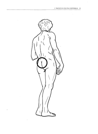 3. TRONCO E COLUNA VERTEBRAL 55
 