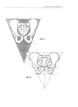 3. TRONCO E COLUNA VERTEBRAL   57




          Fig.2-1




Fig.2-2
 
