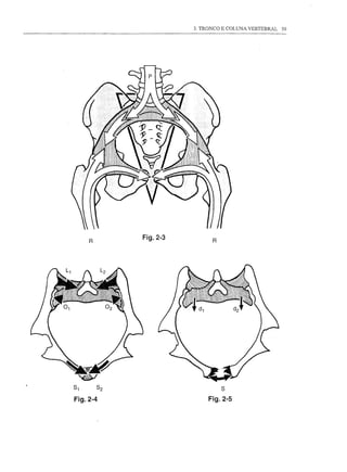 3. TRONCO E COLUNA VERTEBRAL   59




R   Fig.2-3         R




                        s
                   Fig.2-5
 