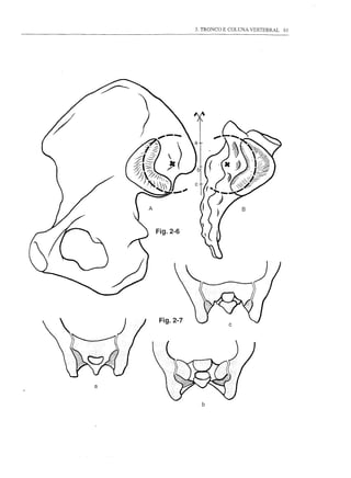 3. TRONCO E COLUNA VERTEBRAL   61




                               B



    Fig.2-6




     Fig.2-7              c




a


                 b
 