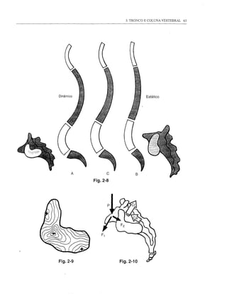 3. TRONCO E COLUNA VERTEBRAL 63




Dinâmico                         Estático




       A         c          B

           Fig.2-8




Fig.2-9              Fig.2-10
 