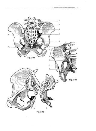 3. TRONCO E COLUNA VERTEBRAL    65




                                          2


                                          3


5                                         4



                                          6


7




    Fig.2-11
                              8


                              7

                              6




                                                       Fig.2-12




           A              B

               Fig.2-13
 
