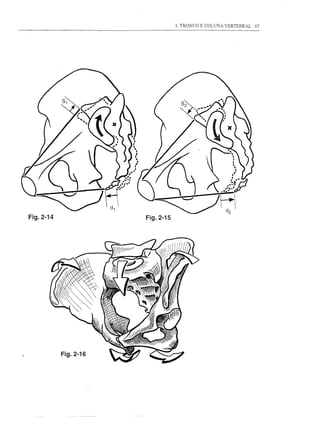 3. TRONCO E COLUNA VERTEBRAL   67




Fig.2-14




           Fig.2-16
 