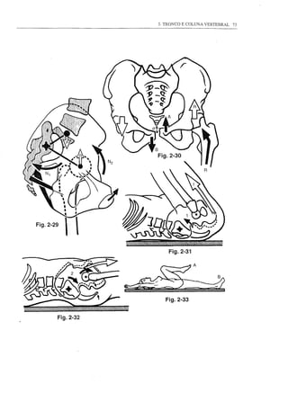 3. TRONCO E COLUNA VERTEBRAL   73




    Fig.2-31

               A




   Fig.2-33
 