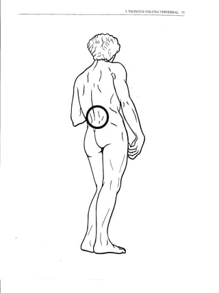 3. TRONCO E COLUNA VERTEBRAL   75
 