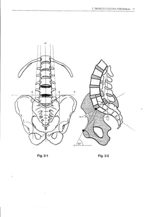 3. TRONCO E COLUNA VERTEBRAL   77




    m




Fig.3-1       Fig.3-2
 