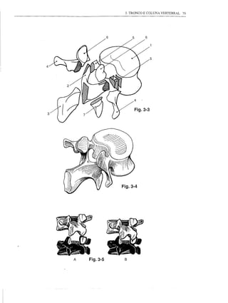 3. TRONCO E COLUNA VERTEBRAL 79




                  6              6




                                      5

4




                            Fig.3-3




                      Fig.3-4




    A   Fig.3-5        B
 