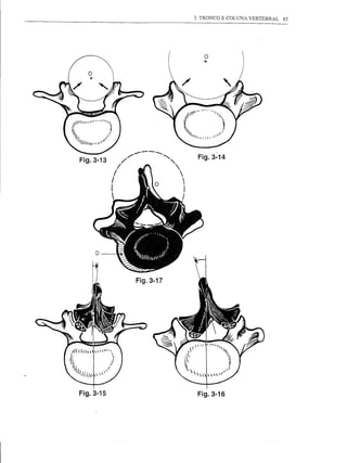 3. TRONCO E COLUNA VERTEBRAL   85




                                                                      o
                                                                      '"




Fig.3-13
               I/
                    /'"
                          .",.....----   ..•...••..
                                                      "
                                                      "-
                                                                    Fig.3-14

           /                                               
           I                                               
           I                                                   I
           _                                         ~    I




     o



                           Fig.3-17




Fig.3-15                                                            Fig.3-16
 
