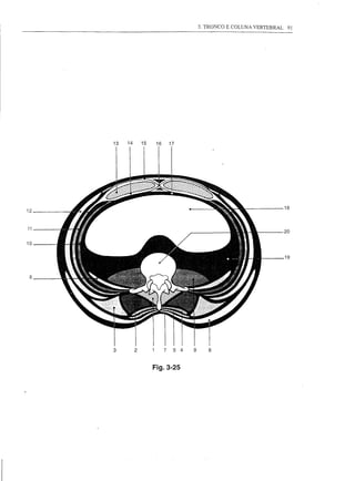 3. TRONCO E COLUNA VERTEBRAL    91




     13   14       15    16       17




                                                                              18
12


11
                                                                              20

10


                                                                              19


 8




     3         2              7    5   4   9      6


                        Fig.3-25
 