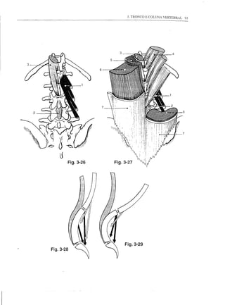 3. TRONCO E COLUNA VERTEBRAL       93




                      6




                                                          6




                                                          7




           Fig.3-26




                          Fig.3-29
Fig.3-28
 
