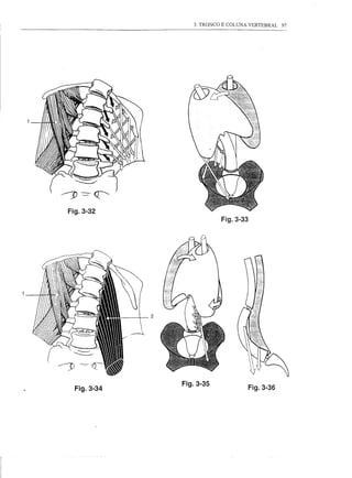 3. TRONCO E COLUNA VERTEBRAL   97




Fig.3-32
                         Fig.3-33




             Fig.3-35
  Fig.3-34                          Fig.3-36
 