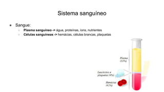 Sistema sanguíneo
● Sangue:
○ Plasma sanguíneo -> água, proteínas, íons, nutrientes
○ Células sanguíneas -> hemácias, células brancas, plaquetas
 