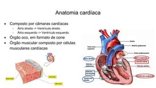 Anatomia cardíaca
● Composto por câmaras cardíacas
○ Átrio direito -> Ventrículo direito
○ Átrio esquerdo -> Ventrículo esquerdo
● Órgão oco, em formato de cone
● Órgão muscular composto por células
musculares cardíacas
 