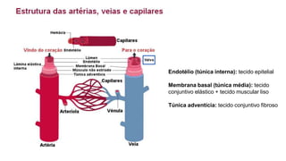 Endotélio (túnica interna): tecido epitelial
Membrana basal (túnica média): tecido
conjuntivo elástico + tecido muscular liso
Túnica adventícia: tecido conjuntivo fibroso
 