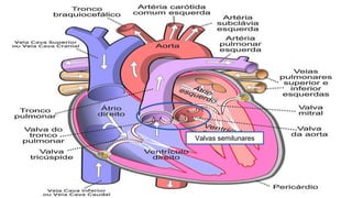Valvas semilunares
 