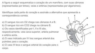 A figura a seguir esquematiza o coração de um mamífero, com suas câmaras
(representadas por letras), veias e artérias (representadas por algarismos).
Identifique cada parte do coração e assinale a alternativa que apresenta a
correspondência correta.
a) O sangue rico em O2 chega nas câmaras A e B.
b) O sangue rico em CO2 chega na câmara B.
c) Os vasos identificados por I, II e III são,
respectivamente, veia cava superior, artéria pulmonar
e artéria aorta.
d) O vaso indicado por IV traz sangue arterial dos
pulmões para o coração.
e) O vaso III leva o sangue arterial do coração para o
corpo.
 