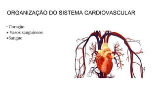 • Coração
● Vasos sanguíneos
●Sangue
ORGANIZAÇÃO DO SISTEMA CARDIOVASCULAR
 