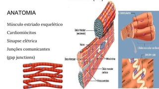 ANATOMIA
Músculo estriado esquelético
Cardiomiócitos
Sinapse elétrica
Junções comunicantes
(gap junctions)
 