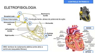 ELETROFISIOLOGIA
CONTROLE ÍNTRISECO
1
2
3
4
Fibras Internodais
OBS: lembrar do isolamento elétrico entre átrio e
ventrículo (esqueleto fibroso)
ÁPICE
BASE
Condução lenta- atraso do potencial de ação
 