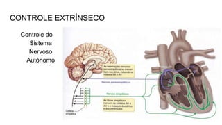 CONTROLE EXTRÍNSECO
Controle do
Sistema
Nervoso
Autônomo
 