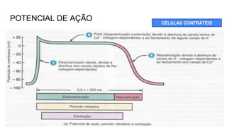 POTENCIAL DE AÇÃO CÉLULAS CONTRÁTEIS
 