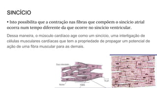 SINCÍCIO
• Isto possibilita que a contração nas fibras que compõem o sincício atrial
ocorra num tempo diferente da que ocorre no sincício ventricular.
Dessa maneira, o músculo cardíaco age como um sincício, uma interligação de
células musculares cardíacas que tem a propriedade de propagar um potencial de
ação de uma fibra muscular para as demais.
 