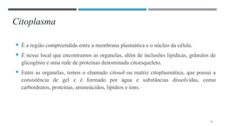 Citoplasma
 É a região compreendida entre a membrana plasmática e o núcleo da célula.
 É nesse local que encontramos as organelas, além de inclusões lipídicas, grânulos de
glicogênio e uma rede de proteínas denominada citoesqueleto.
 Entre as organelas, temos o chamado citosol ou matriz citoplasmática, que possui a
consistência de gel e é formado por água e substâncias dissolvidas, como
carboidratos, proteínas, aminoácidos, lipídios e íons.
18
 