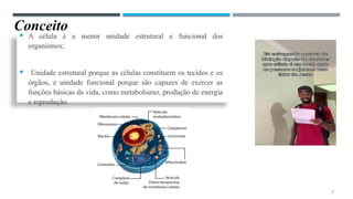 Conceito
 A célula é a menor unidade estrutural e funcional dos
organismos;
 Unidade estrutural porque as células constituem os tecidos e os
órgãos, e unidade funcional porque são capazes de exercer as
funções básicas da vida, como metabolismo, produção de energia
e reprodução.
2
 
