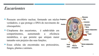 Eucariontes
 Possuem envoltório nuclear, formando um núcleo
verdadeiro, o que protege o DNA do movimento do
citoesqueleto;
 Citoplasma dos eucariontes, é subdividido em
compartimentos, aumentando a eficiência
metabólica, o que permite que atinjam maior
tamanho sem prejuízo das suas funções;
 Essas células são encontradas nos protozoários,
fungos, plantas e animais.
6
 