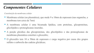 Componentes Celulares
Constituição da membrana celular
 Membrana celular (ou plasmática), que mede 9 a 10nm de espessura (nas organelas, a
membrana tem cerca de 7nm)
 A membrana celular é uma bicamada lipídica, com proteínas, glicoproteínas,
glicolipídos e proteoglicanas inseridas.
 A porção glicídica das glicoproteínas, dos glicolipídios e das proteoglicanas da
membrana plasmática constitui o glicocálix;
 O glicocálix tem 10 a 50nm de espessura e carga negativa por causa dos grupos
sulfato e carboxila das cadeias glicídicas;
9
 