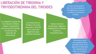 LIBERACIÒN DE TIROXINA Y
TRIYODOTIRONINA DEL TIROIDES
La superficie apical de
las células tiroideas
rodean a pequeñas
porciones del coloide,
constituyendo,
vesículas de
pinocitosis.
Los lisosomas se
funden con estas
vesículas y forman
otras vesículas
digestivas que
contiene enzimas
Varias enzimas
proteìnasa, digieren
tiroglobulina y liberan
tiroxina y
triyodotironina
Las tres cuartas partes
de la tirosina yodada en
la tiroglobulina nunca se
convierte en hormona
tiroidea.
Permanece como
monoyodotironina y
diyodotironina. En la
digestión la liberación
de tiroglobulina da
lugar a la tiroxina y
triyodotironina
 