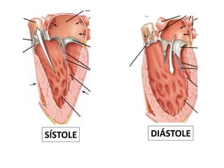 SÍSTOLE DIÁSTOLE
 