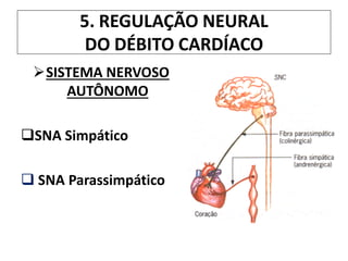5. REGULAÇÃO NEURAL
DO DÉBITO CARDÍACO
SISTEMA NERVOSO
AUTÔNOMO
SNA Simpático
 SNA Parassimpático
 