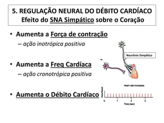 5. REGULAÇÃO NEURAL DO DÉBITO CARDÍACO
Efeito do SNA Simpático sobre o Coração
• Aumenta a Força de contração
– ação inotrópica positiva
• Aumenta a Freq Cardíaca
– ação cronotrópica positiva
• Aumenta o Débito Cardíaco
Neurônio Simpático
 