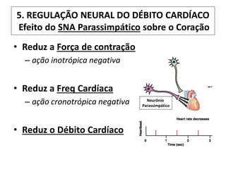 5. REGULAÇÃO NEURAL DO DÉBITO CARDÍACO
Efeito do SNA Parassimpático sobre o Coração
• Reduz a Força de contração
– ação inotrópica negativa
• Reduz a Freq Cardíaca
– ação cronotrópica negativa
• Reduz o Débito Cardíaco
Neurônio
Parassimpático
 