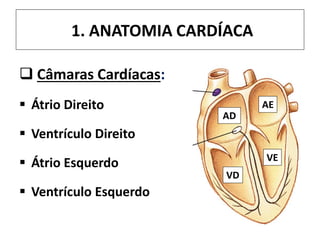 1. ANATOMIA CARDÍACA
 Câmaras Cardíacas:
 Átrio Direito
 Ventrículo Direito
 Átrio Esquerdo
 Ventrículo Esquerdo
AD
AE
VD
VE
 