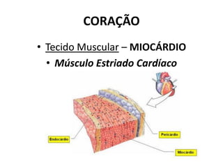 CORAÇÃO
• Tecido Muscular – MIOCÁRDIO
• Músculo Estriado Cardíaco
 