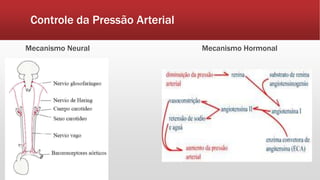 Controle da Pressão Arterial
Mecanismo Neural Mecanismo Hormonal
 
