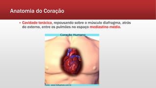 Anatomia do Coração
 Cavidade torácica, repousando sobre o músculo diafragma, atrás
do externo, entre os pulmões no espaço mediastino médio.
 