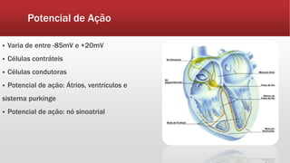 Potencial de Ação
 Varia de entre -85mV e +20mV
 Células contráteis
 Células condutoras
 Potencial de ação: Átrios, ventrículos e
sistema purkinge
 Potencial de ação: nó sinoatrial
 