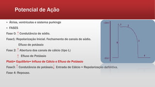 Potencial de Ação
 Átrios, ventrículos e sistema purkinge
 FASES
Fase 0: Condutância de sódio.
Fase1: Repolarização Inicial. Fechamento de canais de sódio.
Efluxo de potássio
Fase 2: Abertura dos canais de cálcio (tipo L)
Efluxo de Potássio
Platô= Equilíbrio= Influxo de Cálcio e Efluxo de Potássio
Fase3: Condutância de potássio. Entrada de Cálcio = Repolarização definitiva.
Fase 4: Repouso.
 
